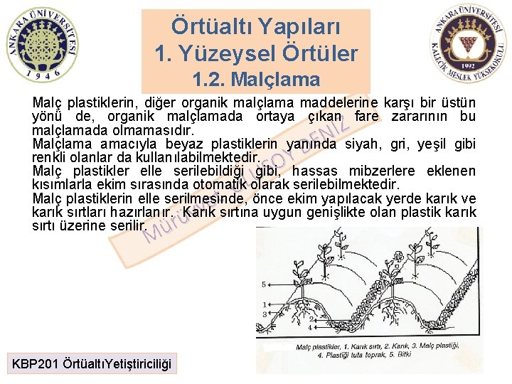 Örtüaltı Yapıları 1. Yüzeysel Örtüler 1. 2. Malçlama Malç plastiklerin, diğer organik malçlama maddelerine