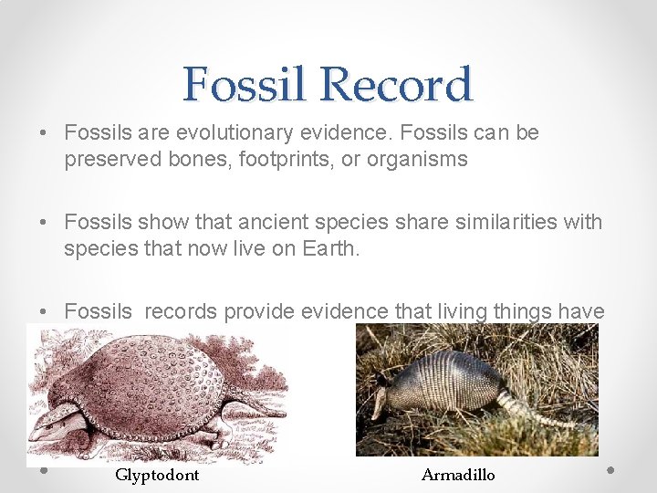 Fossil Record • Fossils are evolutionary evidence. Fossils can be preserved bones, footprints, or