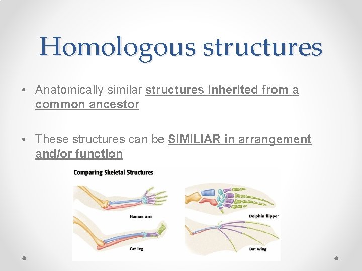 Homologous structures • Anatomically similar structures inherited from a common ancestor • These structures