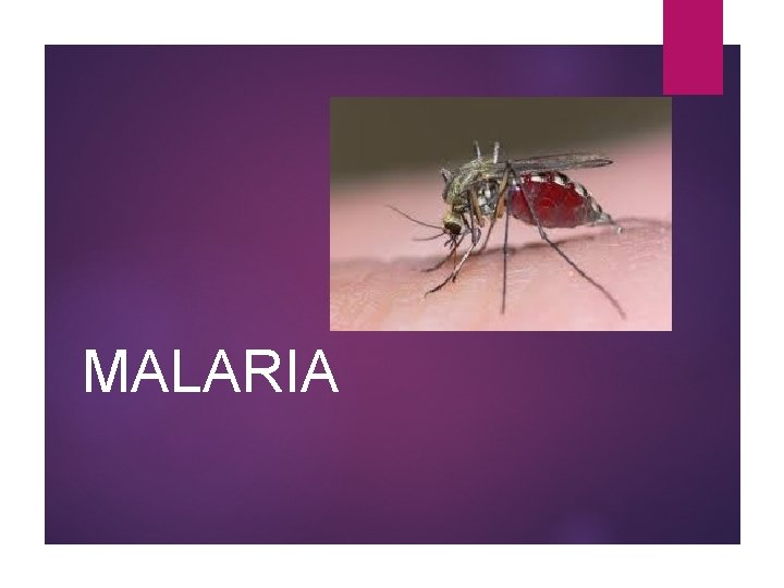 MALARIA 