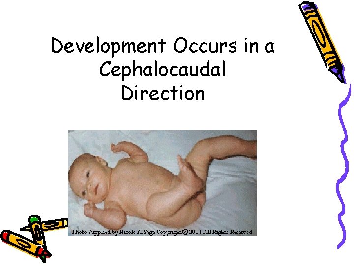 Development Occurs in a Cephalocaudal Direction 