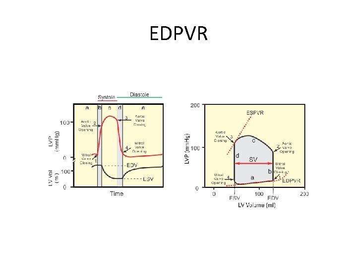 EDPVR 