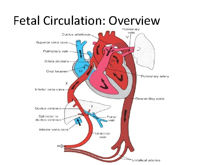 Fetal Circulation: Overview 