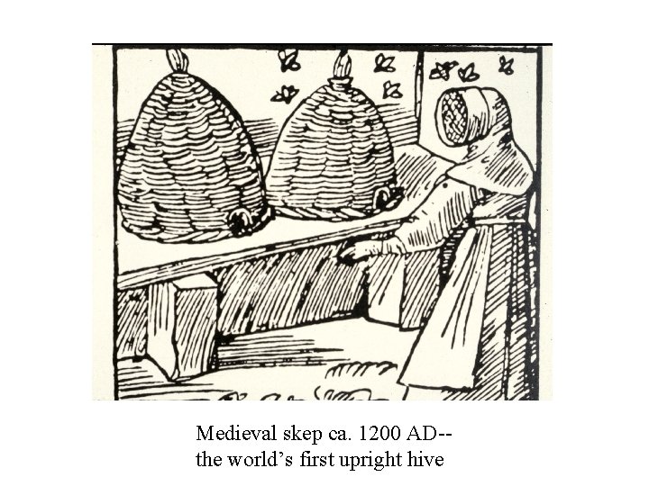 Medieval skep ca. 1200 AD-the world’s first upright hive 