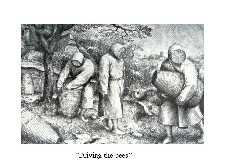 ”Driving the bees” 