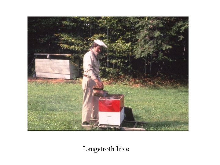 Langstroth hive 