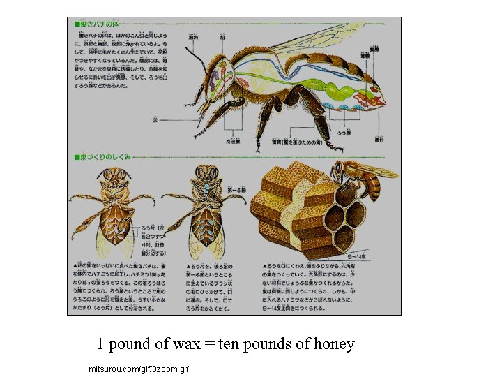 1 pound of wax = ten pounds of honey mitsurou. com/gif/8 zoom. gif 