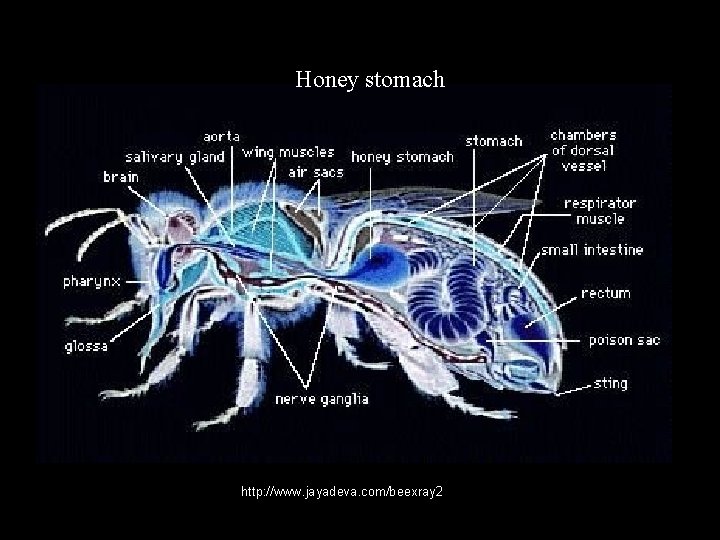 Honey stomach http: //www. jayadeva. com/beexray 2. jpg 