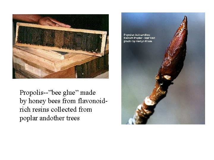 Propolis--”bee glue” made by honey bees from flavonoidrich resins collected from poplar andother trees