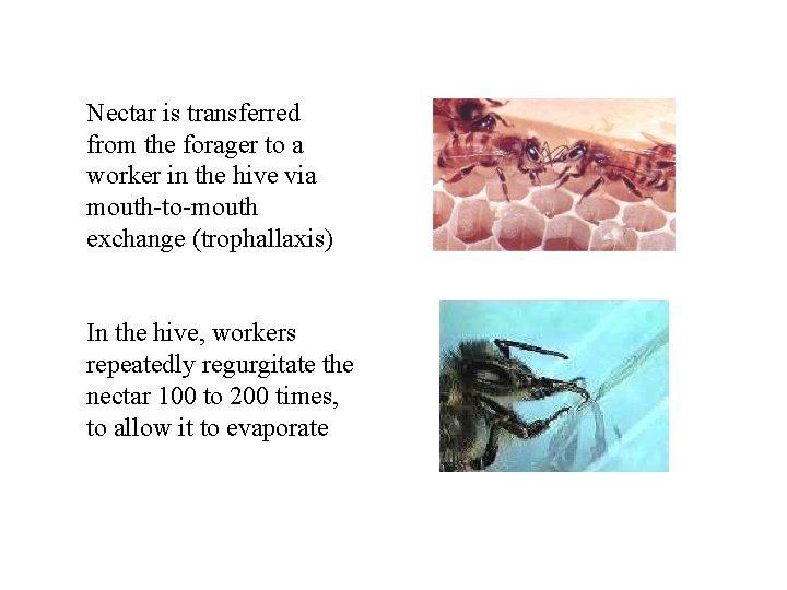 Nectar is transferred from the forager to a worker in the hive via mouth-to-mouth