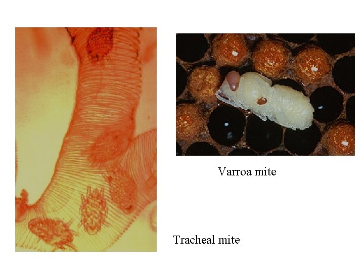 Varroa mite Tracheal mite 