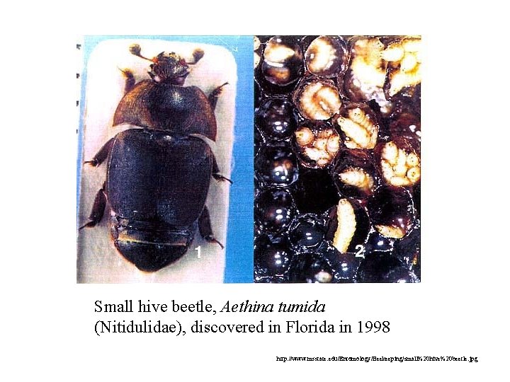 Small hive beetle, Aethina tumida (Nitidulidae), discovered in Florida in 1998 http: //www. msstate.