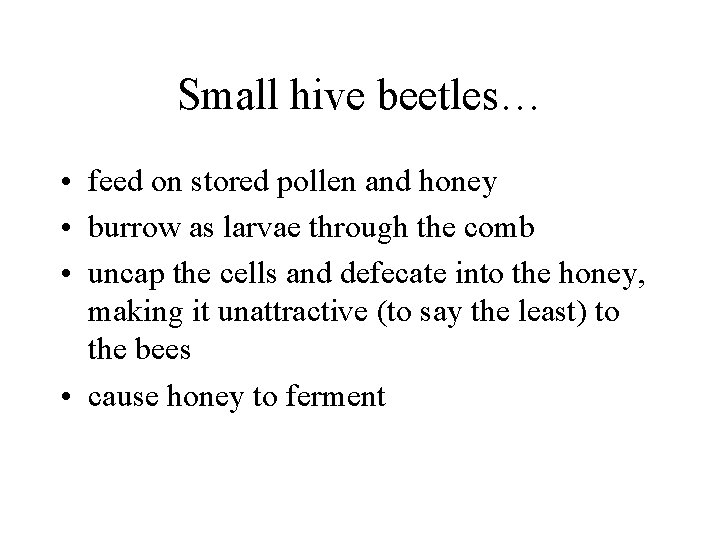 Small hive beetles… • feed on stored pollen and honey • burrow as larvae