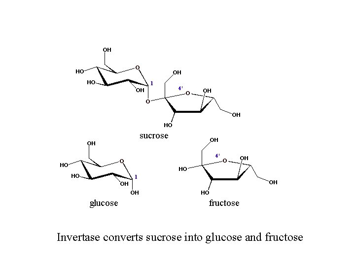 Invertase converts sucrose into glucose and fructose 