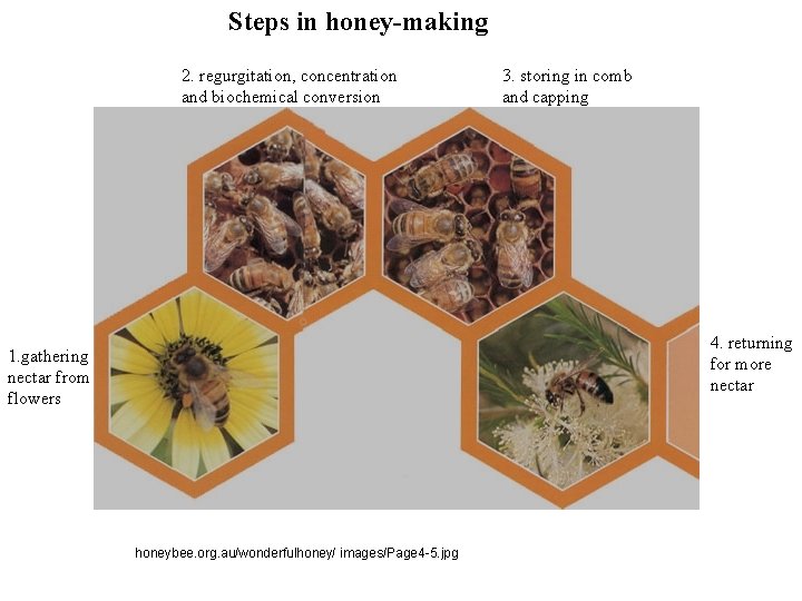 Steps in honey-making 2. regurgitation, concentration and biochemical conversion 3. storing in comb and