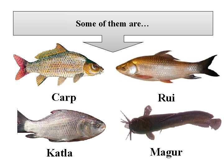 Some of them are… Carp Katla Rui Magur 