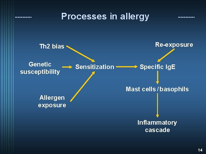 Processes in allergy Re-exposure Th 2 bias Genetic susceptibility Sensitization Specific Ig. E Mast