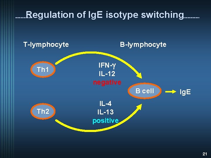 Regulation of Ig. E isotype switching B-lymphocyte Th 1 IFN-g IL-12 negative B cell