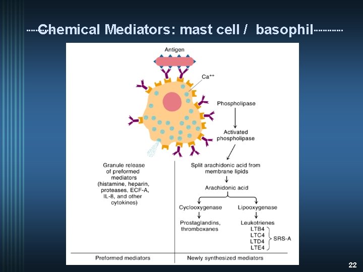 Chemical Mediators: mast cell / basophil 22 