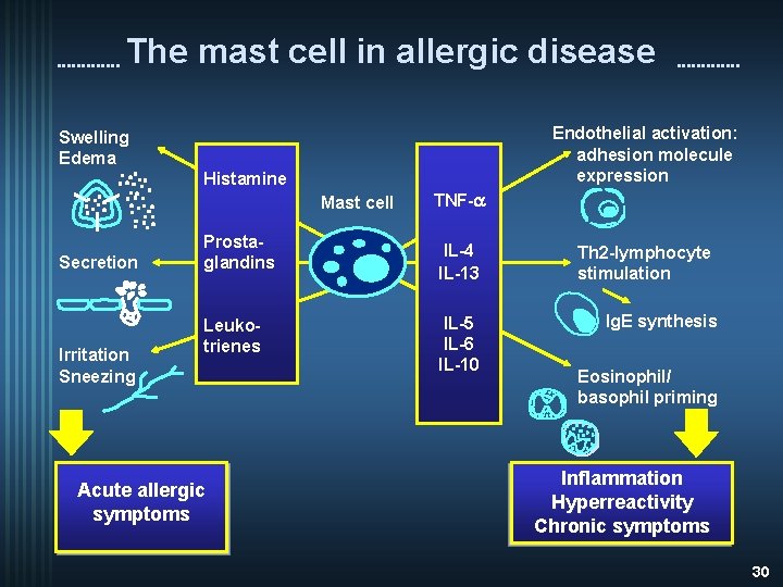 The mast cell in allergic disease Endothelial activation: adhesion molecule expression Swelling Edema Histamine