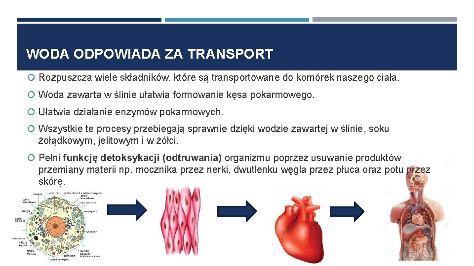 WODA ODPOWIADA ZA TRANSPORT Rozpuszcza wiele składników, które są transportowane do komórek naszego ciała.