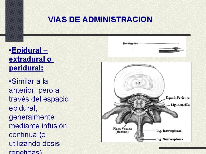 VIAS DE ADMINISTRACION • Epidural – extradural o peridural: • Similar a la anterior,