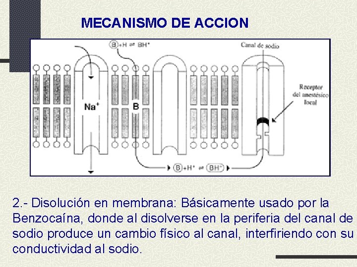 MECANISMO DE ACCION 2. - Disolución en membrana: Básicamente usado por la Benzocaína, donde
