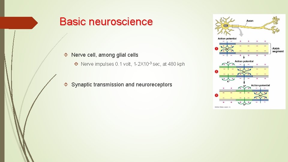 Is the brain just a computer made of
