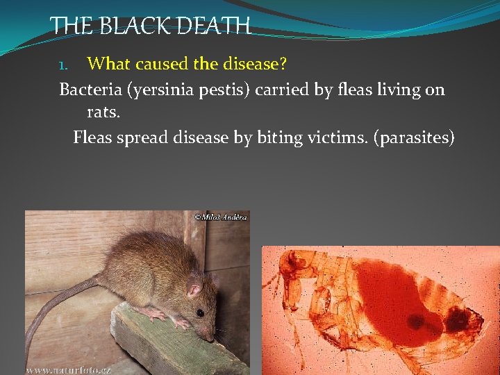 THE BLACK DEATH 1. What caused the disease? Bacteria (yersinia pestis) carried by fleas
