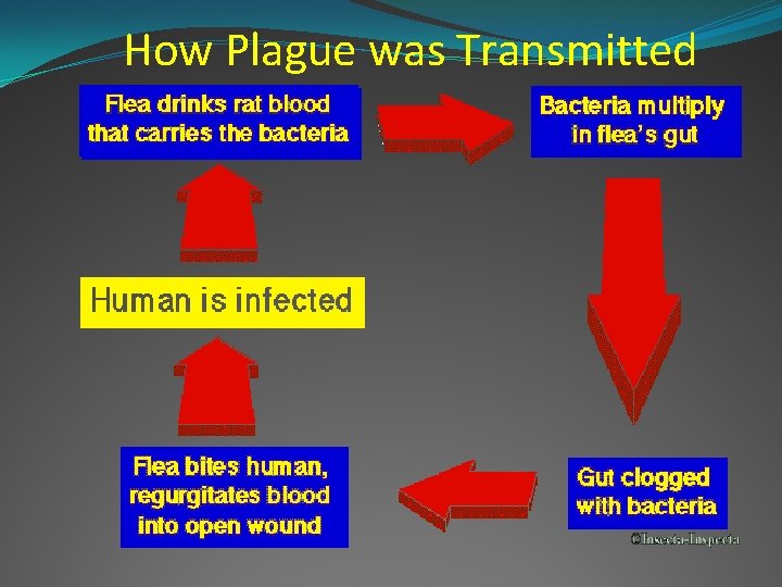 How Plague was Transmitted 