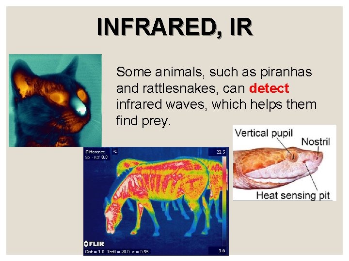 INFRARED, IR Some animals, such as piranhas and rattlesnakes, can detect infrared waves, which