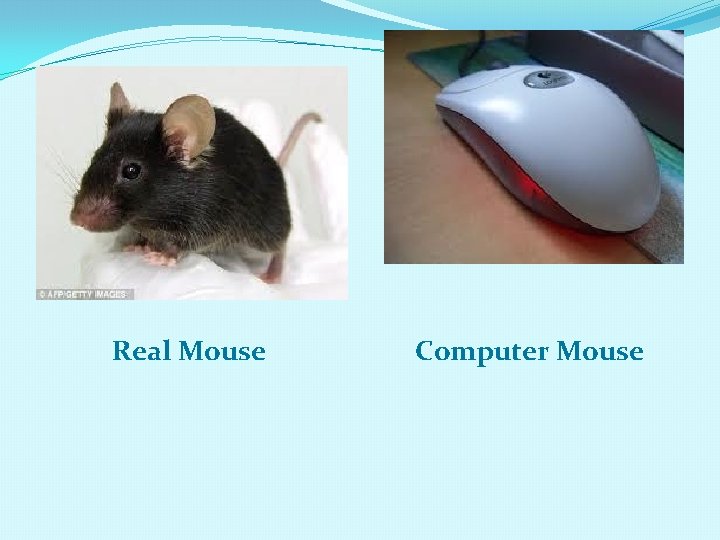 Real Mouse Computer Mouse 