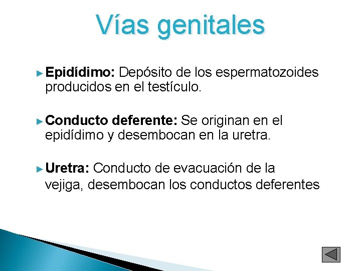 Vías genitales ► Epidídimo: Depósito de los espermatozoides producidos en el testículo. ► Conducto Vías genitales ► Epidídimo: Depósito de los espermatozoides producidos en el testículo. ► Conducto