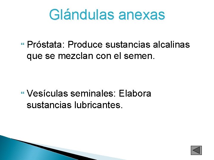 Glándulas anexas Próstata: Produce sustancias alcalinas que se mezclan con el semen. Vesículas seminales: Glándulas anexas Próstata: Produce sustancias alcalinas que se mezclan con el semen. Vesículas seminales:
