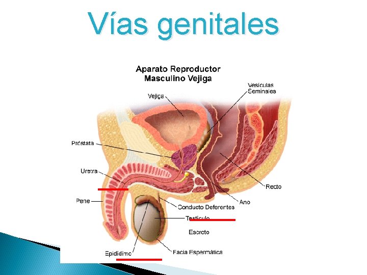 Vías genitales Vías genitales