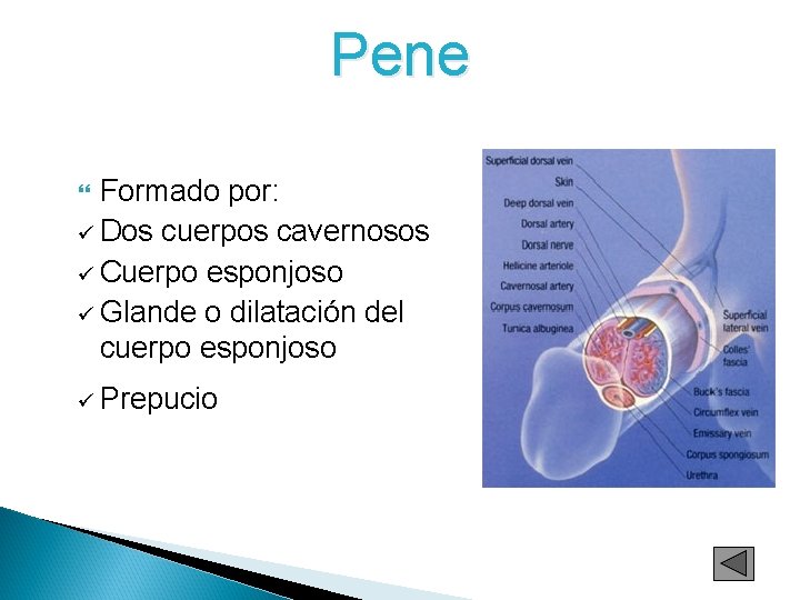 Pene Formado por: ü Dos cuerpos cavernosos ü Cuerpo esponjoso ü Glande o dilatación Pene Formado por: ü Dos cuerpos cavernosos ü Cuerpo esponjoso ü Glande o dilatación