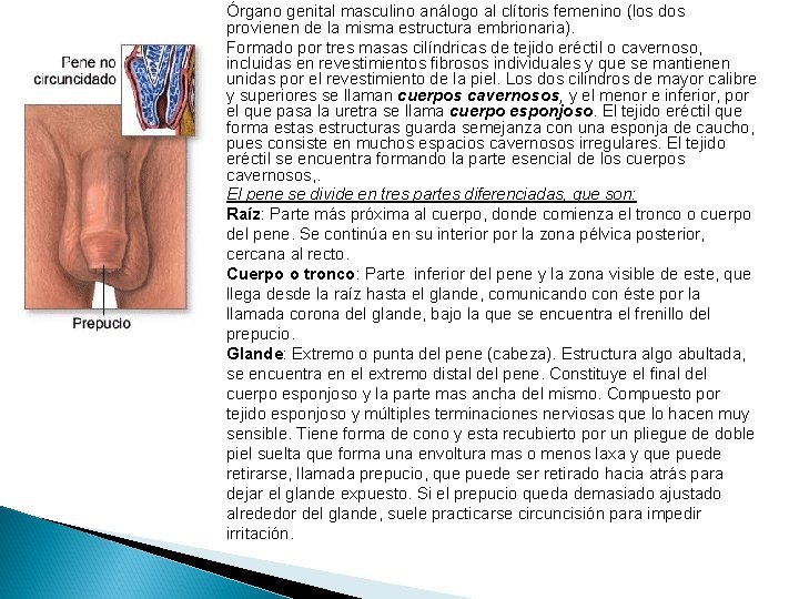 Órgano genital masculino análogo al clítoris femenino (los dos provienen de la misma estructura Órgano genital masculino análogo al clítoris femenino (los dos provienen de la misma estructura