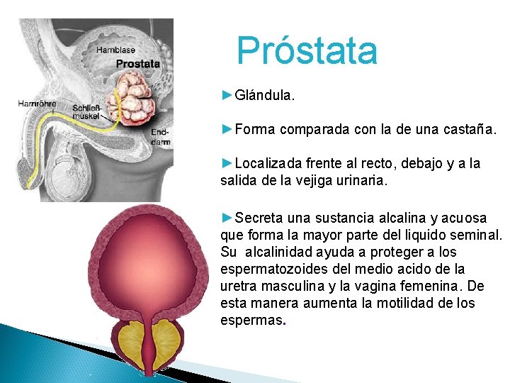 Próstata ►Glándula. ►Forma comparada con la de una castaña. ►Localizada frente al recto, debajo Próstata ►Glándula. ►Forma comparada con la de una castaña. ►Localizada frente al recto, debajo