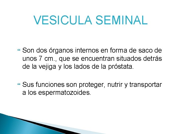 VESICULA SEMINAL Son dos órganos internos en forma de saco de unos 7 cm. VESICULA SEMINAL Son dos órganos internos en forma de saco de unos 7 cm.