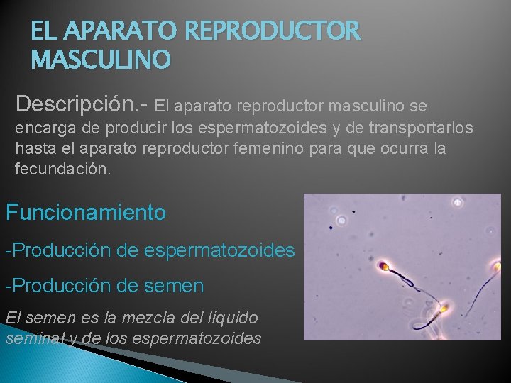 EL APARATO REPRODUCTOR MASCULINO Descripción. - El aparato reproductor masculino se encarga de producir EL APARATO REPRODUCTOR MASCULINO Descripción. - El aparato reproductor masculino se encarga de producir