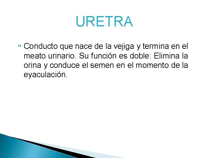 URETRA Conducto que nace de la vejiga y termina en el meato urinario. Su URETRA Conducto que nace de la vejiga y termina en el meato urinario. Su
