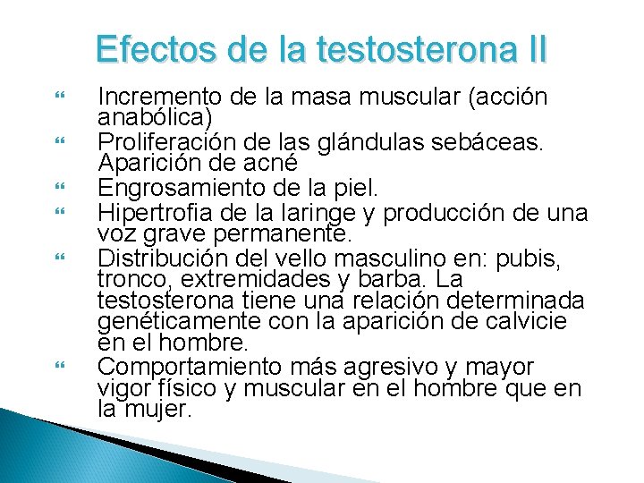 Efectos de la testosterona II Incremento de la masa muscular (acción anabólica) Proliferación de Efectos de la testosterona II Incremento de la masa muscular (acción anabólica) Proliferación de