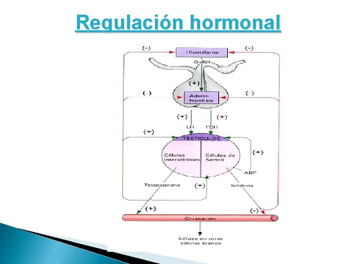 Regulación hormonal Regulación hormonal