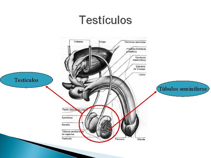 Testículos Túbulos seminíferos Testículos Túbulos seminíferos