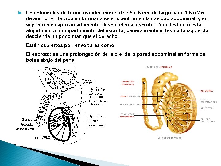 ► Dos glándulas de forma ovoidea miden de 3. 5 a 5 cm. de ► Dos glándulas de forma ovoidea miden de 3. 5 a 5 cm. de