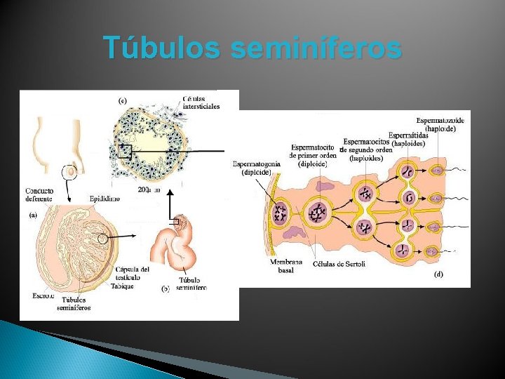 Túbulos seminíferos Túbulos seminíferos