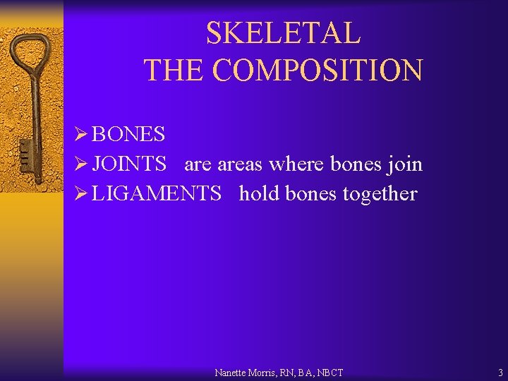 SKELETAL THE COMPOSITION Ø BONES Ø JOINTS areas where bones join Ø LIGAMENTS hold