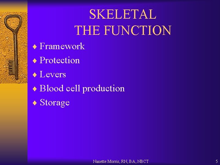 SKELETAL THE FUNCTION ¨ Framework ¨ Protection ¨ Levers ¨ Blood cell production ¨