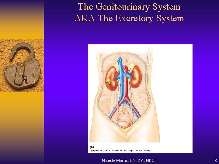 The Genitourinary System AKA The Excretory System Nanette Morris, RN, BA, NBCT 8 