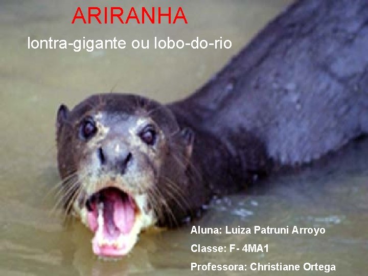 ARIRANHA lontra-gigante ou lobo-do-rio Aluna: Luiza Patruni Arroyo Classe: F- 4 MA 1 Professora: